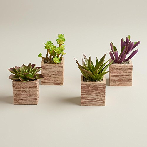 Mini Succulent Pots, Set of 4 - World Market