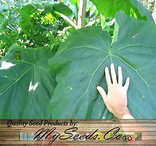 Big Pack - Paulownia elongata Tree Seeds (5,000+), aka Empress Tree - Very Large Leaves, Shade Tolerant - Non-GMO Seeds by MySeeds.Co - Thumbnail 5