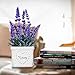 YAPA Potted Lavender Flowers -Small Artificial Plants - Fake Purple Flower with White Ceramic Vase for Home, Party & Wedding Décor