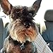 LuckyPet Durable Plastic Pet ID Tag - Outlasts Aluminum Tags for The Same Price - Custom Engraved - Medium Blue Bone