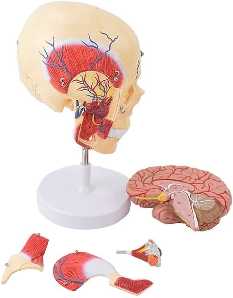 campione spremiagrumi masticatori