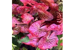 Red Tiger Lotus Lily Bulb Nymphea zenkeri Live Aquarium Plant Guarantee to Grow Rhizome Root Also for Bonsai Bowl or Patio Water Feature Awesome Aquatic (1, Red Tiger Lotus)