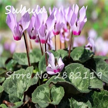 Amazon 5 ピース バッグシクラメン花シクラメン種子美しい盆栽花種子ミックス色シクラメン植物用ホームガーデン簡単に育てる 花