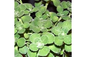 SVI Cuban Oregano Seeds,AKA (Broad Leaf Thyme) Spanish thyme,Mexican Mint,Hung chanh