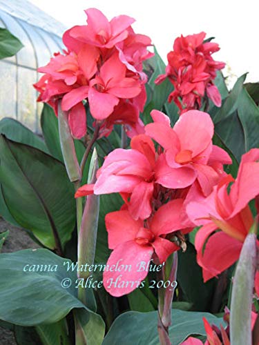 Plants Point Rare Beautiful Canna Lily Indian Shot Cana Indica Flower Plant Amazon In Garden Outdoors
