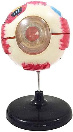Amazon 教育モデルモデル眼球の解剖学倍率モデルボール教える1 6 生物 動物 人体 おもちゃ Amazon 教育モデルモデル眼球の解剖学倍率モデルボール教える1 6 生物 動物 人体 おもちゃ