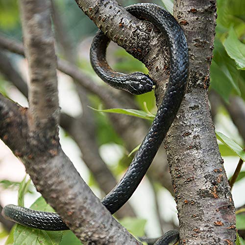 MoloTAR Realistic Rubber Black Snake 52 Inch Long Scare Toy - Thumbnail 5