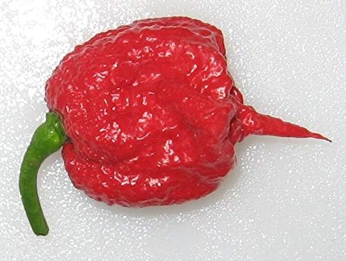 10 Carolina Reaper Seeds HP22B Hottest on Earth World Record Extreme Hot Pepper Seed #ELAV