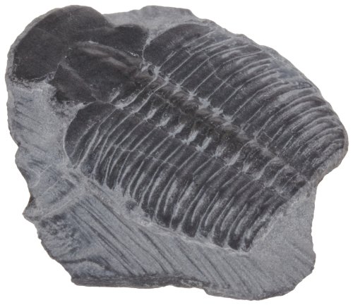 American Educational Elrathia King Trilobite Fossil (Pack of 10) - Thumbnail 2