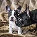 French Bulldog Puppies - 2018 Wall Calendar