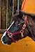 Intrepid International Nylon Miniature Horse Halter, Burgundy, Large