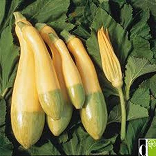 ZEPHYR F1 COURGETTE EARLY HALF YELLOW HALF PALE GREEN ZUCCHINI SQUASH