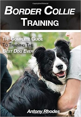 training your border collie