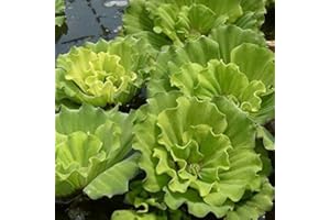 AQUATIC DISCOUNTS Water Lettuce - Beautiful Easy Floating Plants for Your Pond, Water Garden, Decorative Water Bowl, Aquarium etc. (2 Plants)