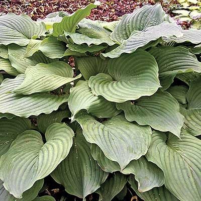 10 Seeds - Komodo Dragon Hosta Seeds