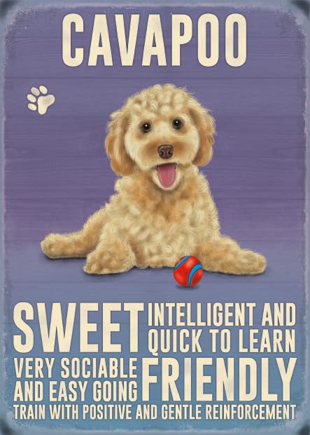 Small (150 x 200mm) Metal Sign - Cavapoo
