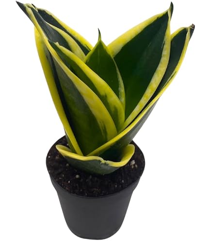 Amazon.com : Robusta Black Birdsnest Snake Plant - Sanseveria 4" Pot :  Patio, Lawn & Garden