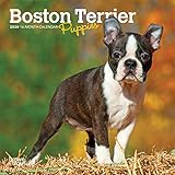 Boston Terrier Puppies 2020 7 x 7 Inch Monthly Mini Wall Calendar, Animals Dog Breeds Terrier Puppie by