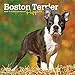 Boston Terrier Puppies 2020 7 x 7 Inch Monthly Mini Wall Calendar, Animals Dog Breeds Terrier Puppie by