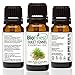 BioFinest Fennel Oil - 100% Pure Fennel Essential Oil - Premium Quality - Therapeutic Grade - Best For Aromatherapy - FREE E-Book (10ml)