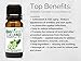 Biofinest Cucumber Seed Essential Oil - 100% Pure Undiluted, Premium Organic, Therapeutic Grade - Best for Aromatherapy, Skin Care, Soothe Wounds Cuts Acne Sunburn Wrinkles - Free E-Book (10ml)