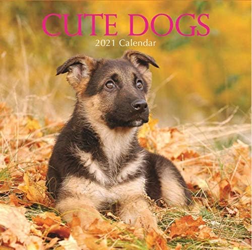 2021 Wall Calendar - Cute Dogs, 12 x 12 Inch Monthly View, 16-Month 2021 Wall Calendar - Cute Dogs, 12 x 12 Inch Monthly View, 16-Month