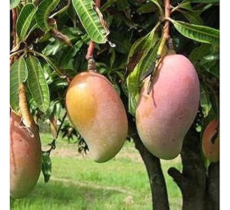 Mphmi Mango, Aam hybrid (Grown through) original kesar