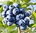 300+ *Super Sweet N Huge* Blueberry Seeds! Highbush Mix Perennial Fruit 145mg