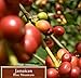 Lina Coffee Roasters Jamaican Blue Mountain Coffee, Full City (Light-Medium) Roast, 1 Lb