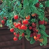 Tumbling Tom Red Cherry Tomato - 4 Plants - Great in Baskets or Pots