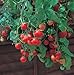 Tumbling Tom Red Cherry Tomato - 4 Plants - Great in Baskets or Pots