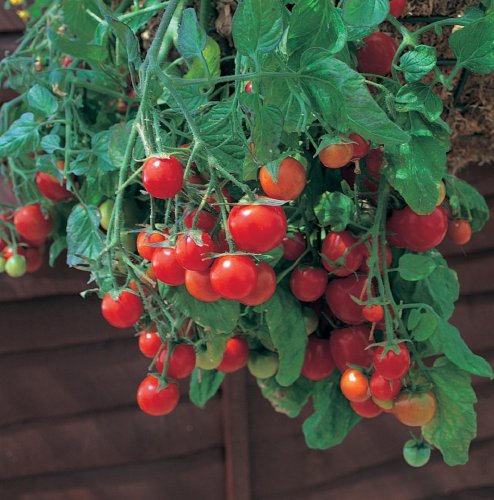 Tumbling Tom Red Cherry Tomato - 4 Plants - Great in Baskets or Pots