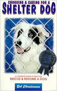 rehome springer spaniel rescue