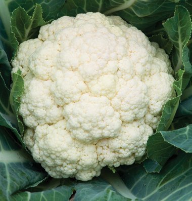 David's Garden Seeds Cauliflower Amazing D223 (White) 50 Open Pollinated Seeds David's Garden Seeds Cauliflower Amazing D223 (White) 50 Open Pollinated Seeds