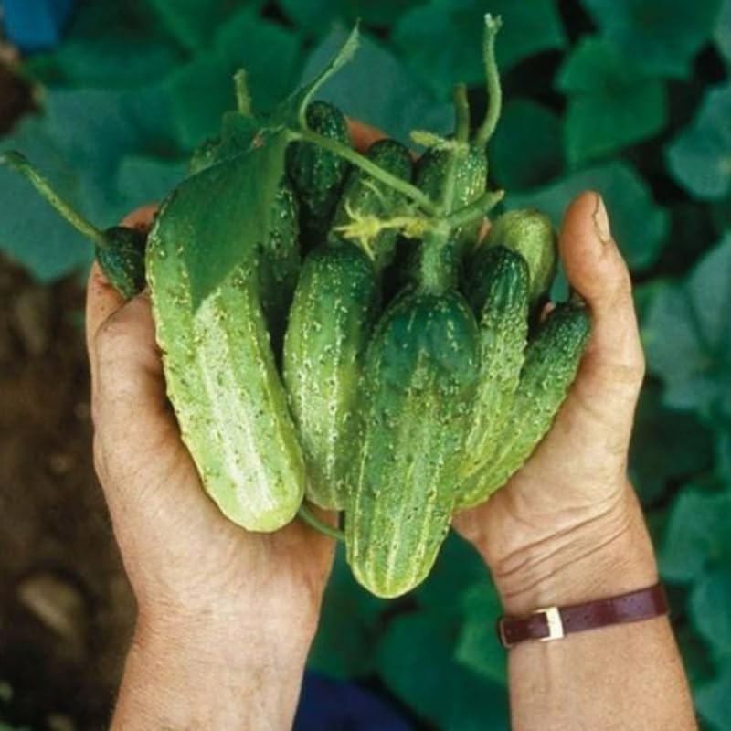Live Cucumber Plants Set of 2 - Green Cucumber Seedlings for Planting, 4-6 Inch Plants, Full Sun, Climbing Vines, GardenNurserySince1996