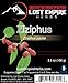 Ziziphus Herb Extract Powder 10:1 (100 Grams) Increases Amount of REM Sleep/Fights Symptoms of Altitude Sickness, High Antioxidant Content - Gluten Free/Paleo and Vegan Friendly