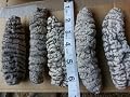 ERLIN sea Cucumber Natural Sun Dried Holuthuria Mexicana small Size (5 lbs)