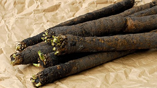 image for Fertile Ukraine Seeds Seeds Salsify Medical Black Root Vegetable Organ