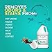 Xionlab Professional Stain Remover & Pet Odor Eliminator For Home For Strong Odor – Bio-enzyme Cleaner Remove Carpet, Furniture Stains – Cat & Dog Urine Destroyer