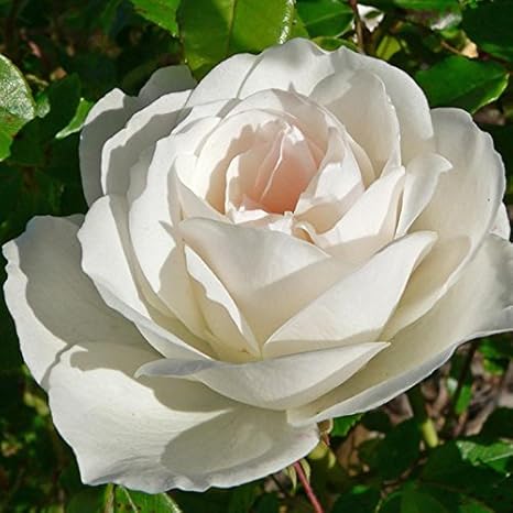 Amazon バラ 苗 つるバラ ホワイトクリスマス Cl 大輪 一季咲き 1年生 接ぎ木苗 栽培セット 花