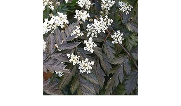 seedsown - Semillas Anthriscus Sylvestris Ravenswing: Amazon.es ...