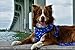 EcoBark Dog Harness - Eco-Friendly Max Comfort Harnesses - Luxurious Soft Mesh Halter - Over The Head Harness Vest- No Pull and No Choke for Puppy, Small Breeds & Medium Dogs (Large, Nautical Anchor)