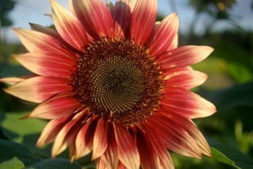 Ruby Eclipse F1 girasol 20 semillas Multi ramificado, Polen libre ...