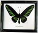 REAL BEAUTIFUL THE BROOKIANA BUTTERFLY DISPLAY TAXIDERMY IN FRAMED