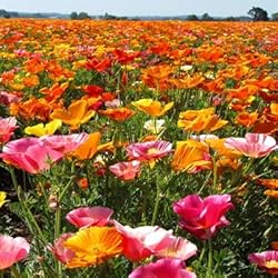 Eden Brothers California Poppy Seeds - Mission