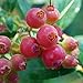 Pink Lemonade Blueberry Bush - Hot Pink Fruit - 4" Pot