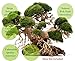Bonsai Driftwood Aquarium Tree AB (9 Inch Height x 12 Inch Length) Natural, Handcrafted Fish Tank Decoration | Helps Balance Water pH Levels, Stabilizes Environments | Easy to Installthumb 2