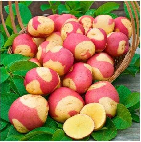 KOUYE GardenSeeds- 50pcs Sweet Potato Seeds Garden Delicious Fresh Vegetables Seeds, Sweet Potato Ipomoea Batatas Purple Hardy Perennial Vegetables