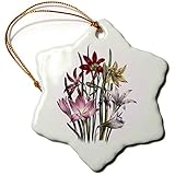3dRose Zephyranthes, Habranthus with Pink, Red and
