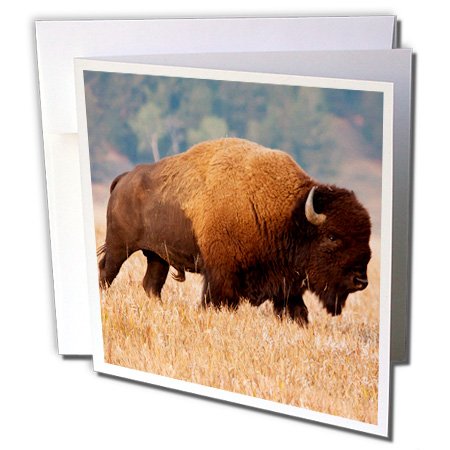 3dRose Greeting Cards - American Bison herd in Teton NP, Wyoming, USA - 6 Pack - Larry Ditto - Bisons